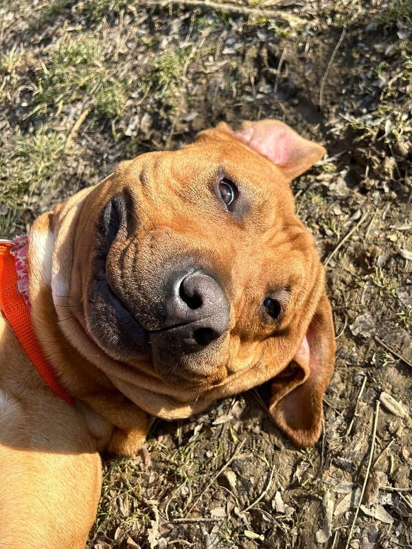 View Fernando the Dog Photo #7