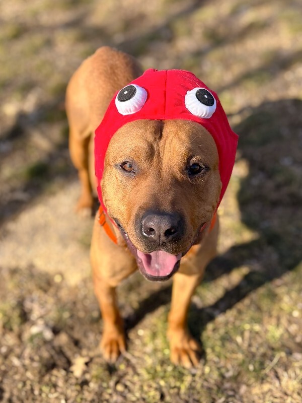 View Fernando the Dog Photo #3