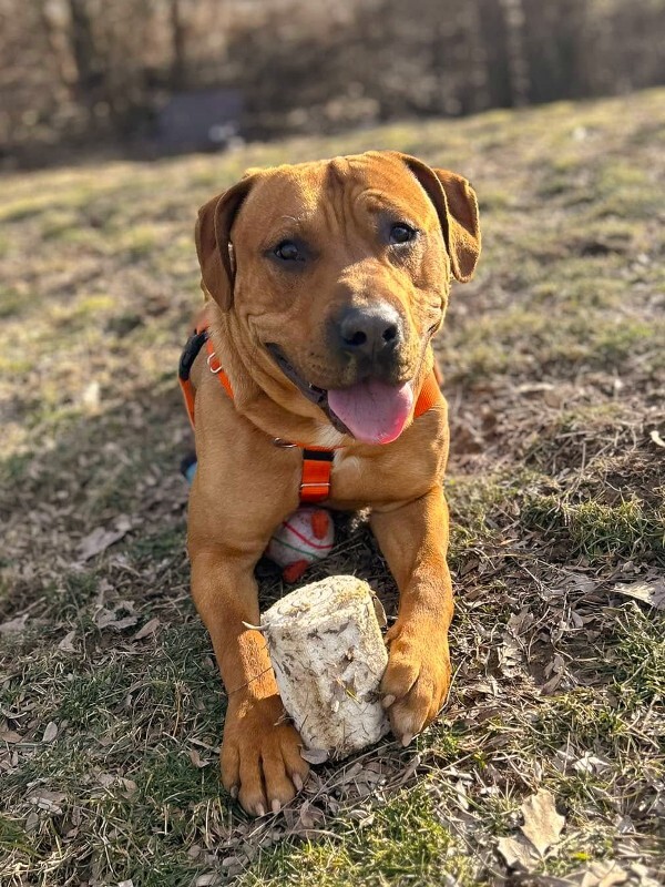 View Fernando the Dog Photo #5