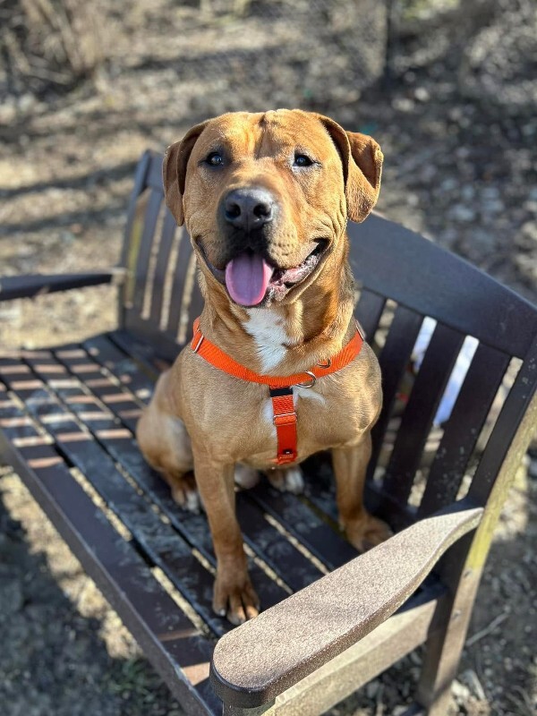 View Fernando the Dog Photo #4