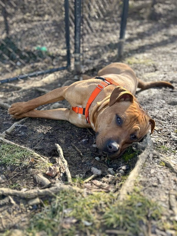 View Fernando the Dog Photo #6