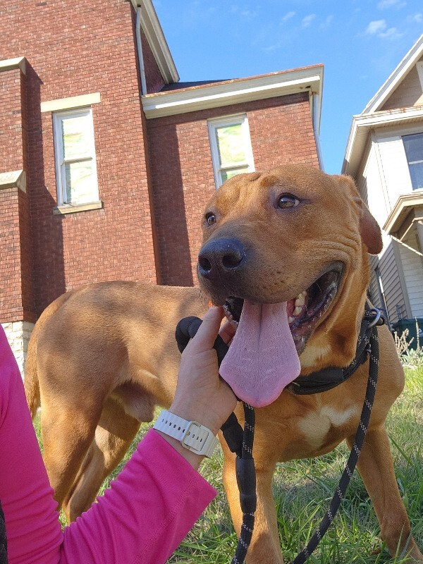 View Fernando the Dog Photo #2