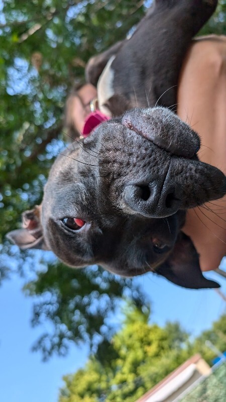 View Lilac the Dog Photo #5