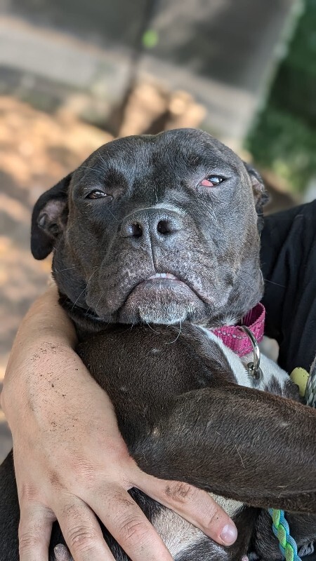 View Lilac the Dog Photo #4