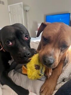 View Lilac the Dog Photo #2