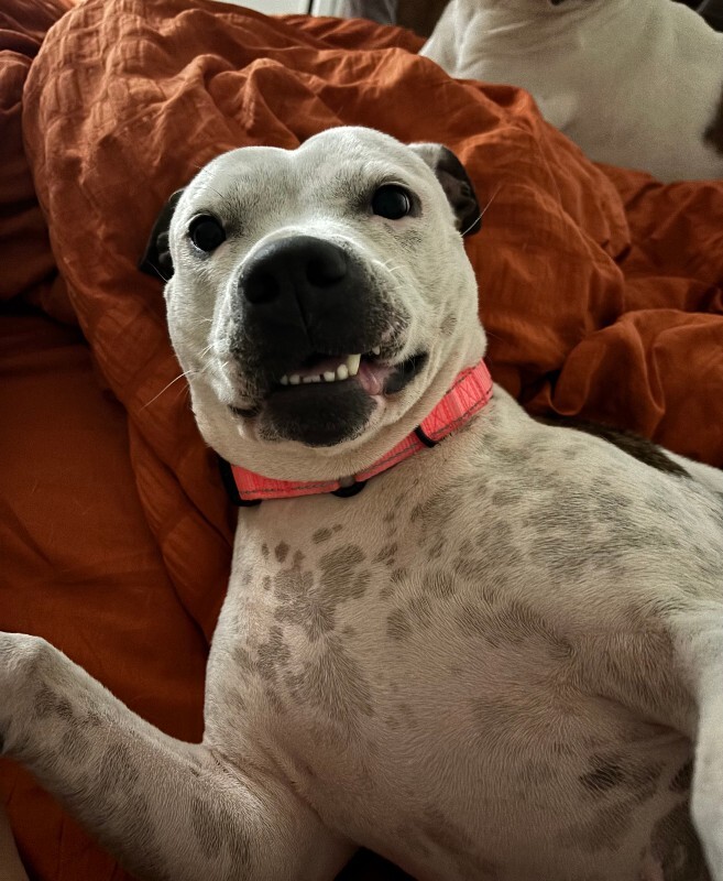 View Pearl the Dog Photo #7