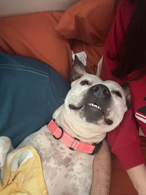 View Pearl the Dog Photo #3