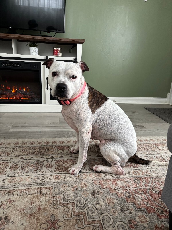 View Pearl the Dog Photo #10