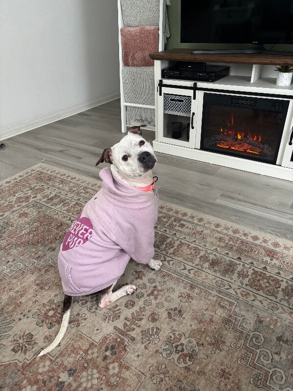 View Pearl the Dog Photo #16