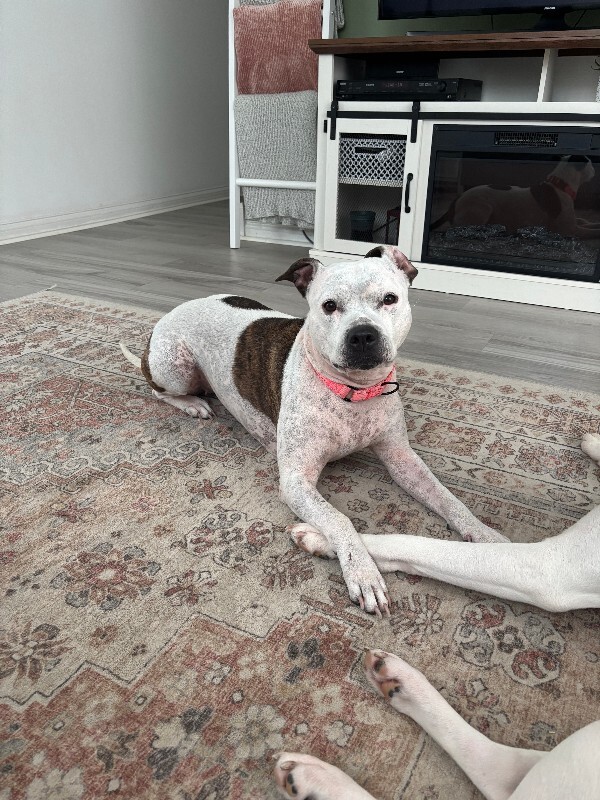 View Pearl the Dog Photo #17