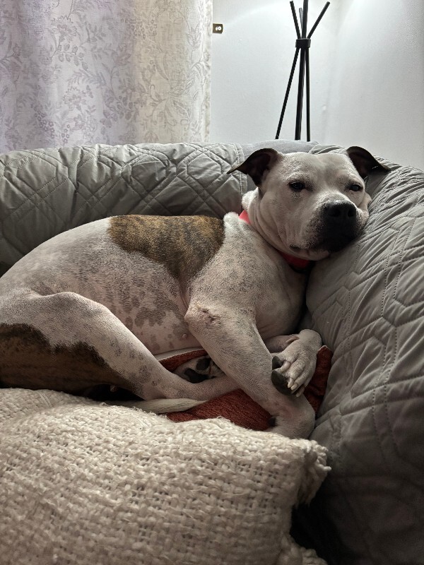 View Pearl the Dog Photo #14