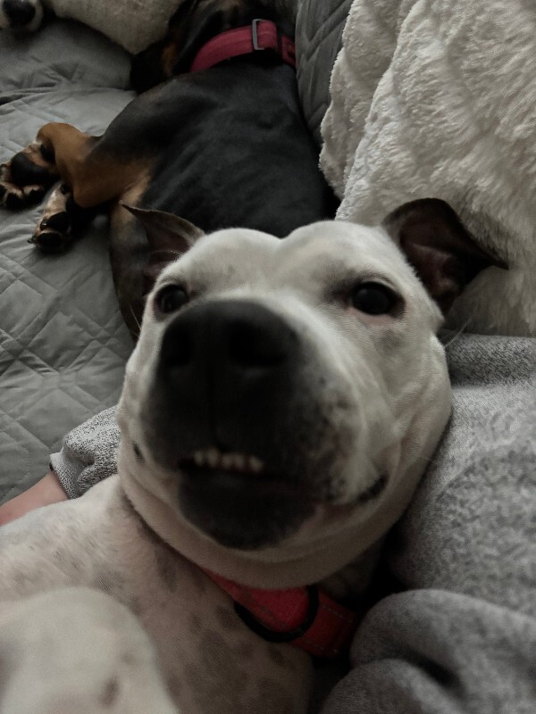 View Pearl the Dog Photo #11