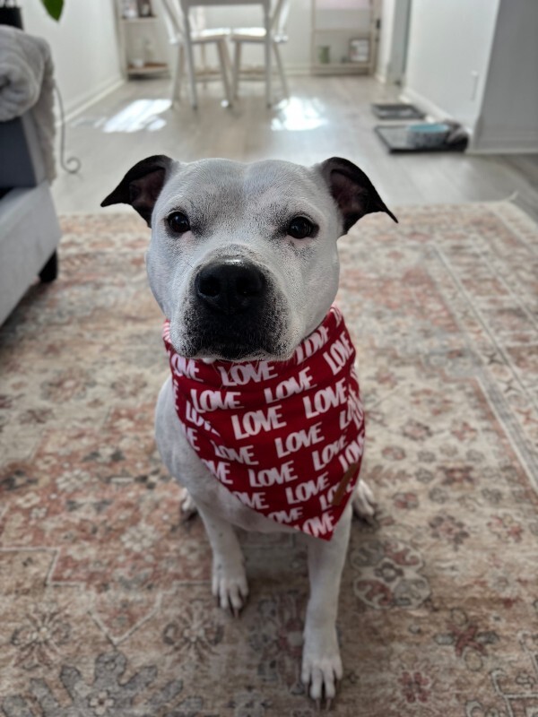 View Pearl the Dog Photo #4