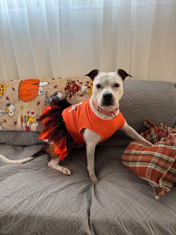 View Pearl the Dog Photo #2