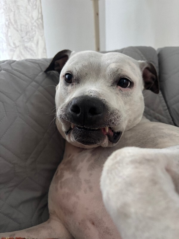 View Pearl the Dog Photo #15