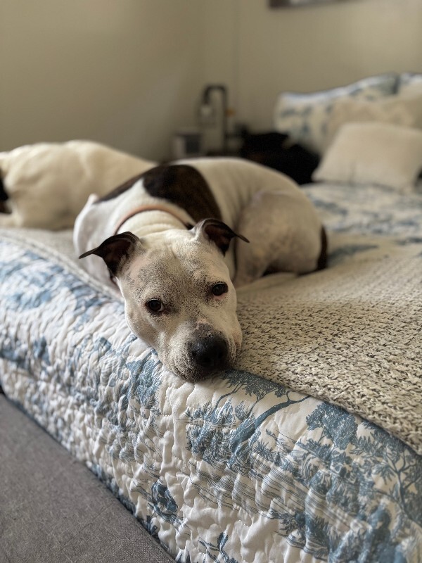 View Pearl the Dog Photo #12