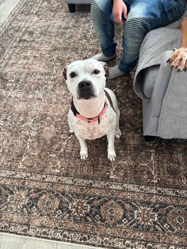 View Pearl the Dog Photo #9