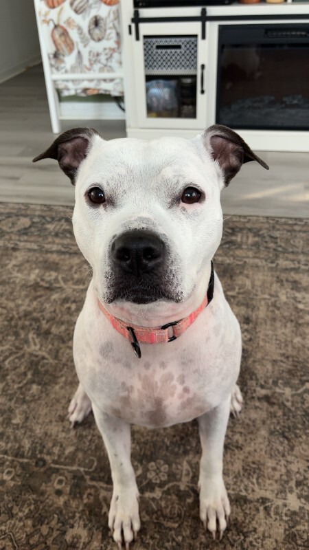 View Pearl the Dog Photo #6