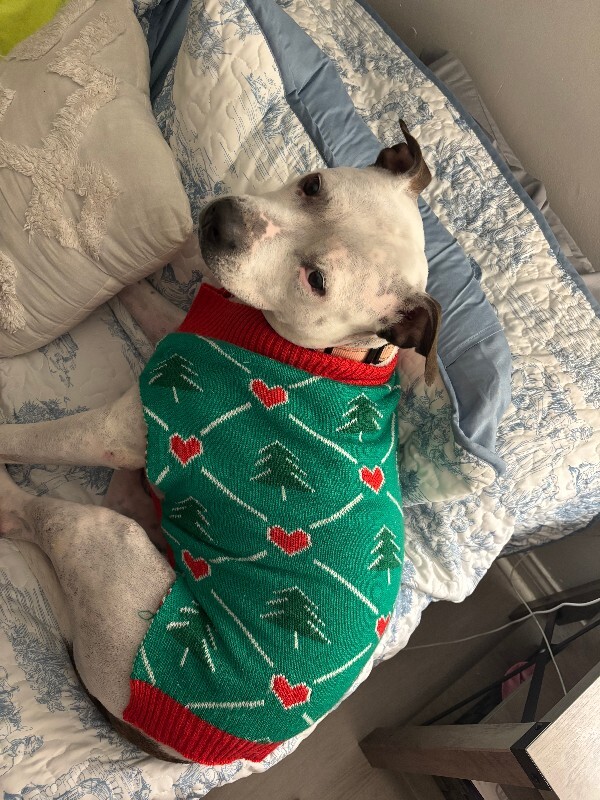 View Pearl the Dog Photo #18