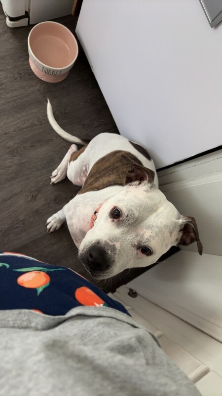 View Pearl the Dog Photo #5