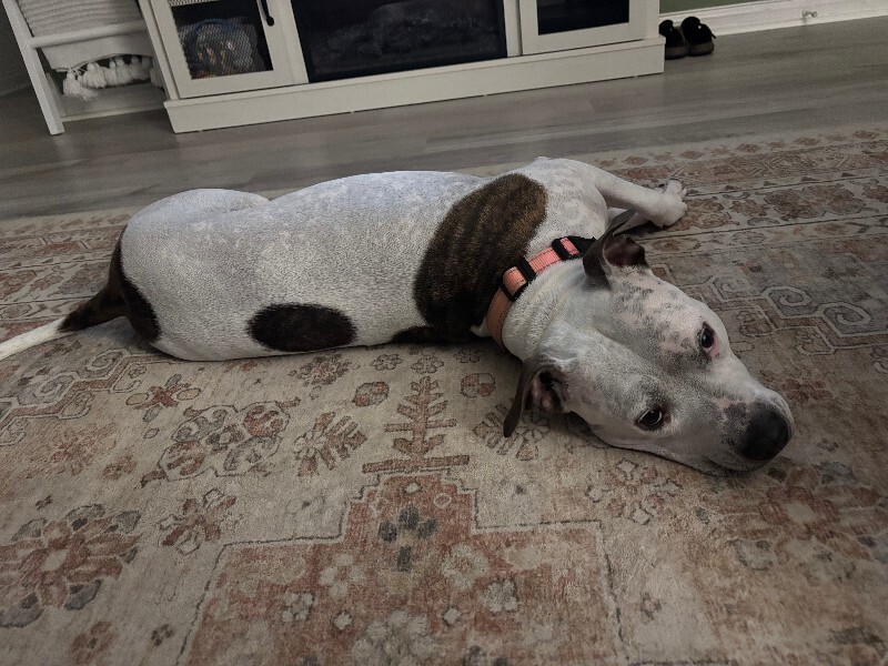 View Pearl the Dog Photo #8