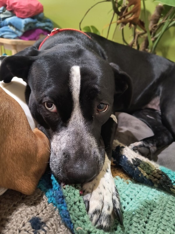 View Princess the Dog Photo #7