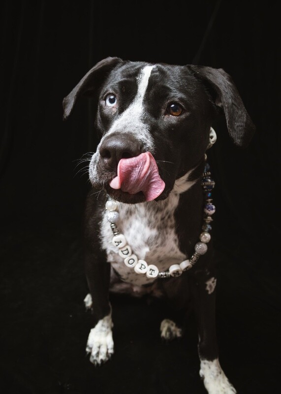 View Princess the Dog Photo #8