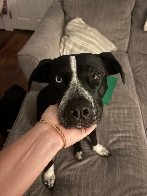 View Princess the Dog Photo #4