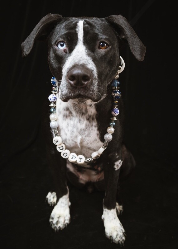 View Princess the Dog Photo #5