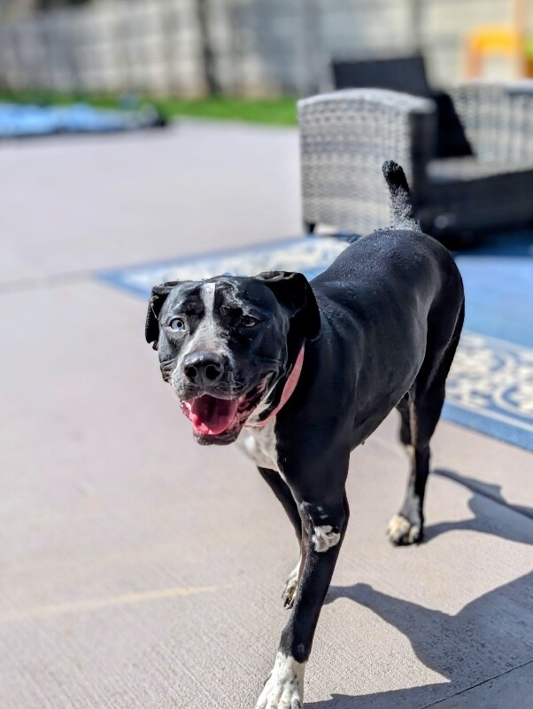 View Princess the Dog Photo #14