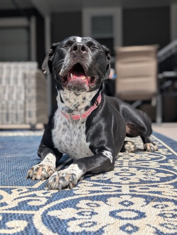 View Princess the Dog Photo #11