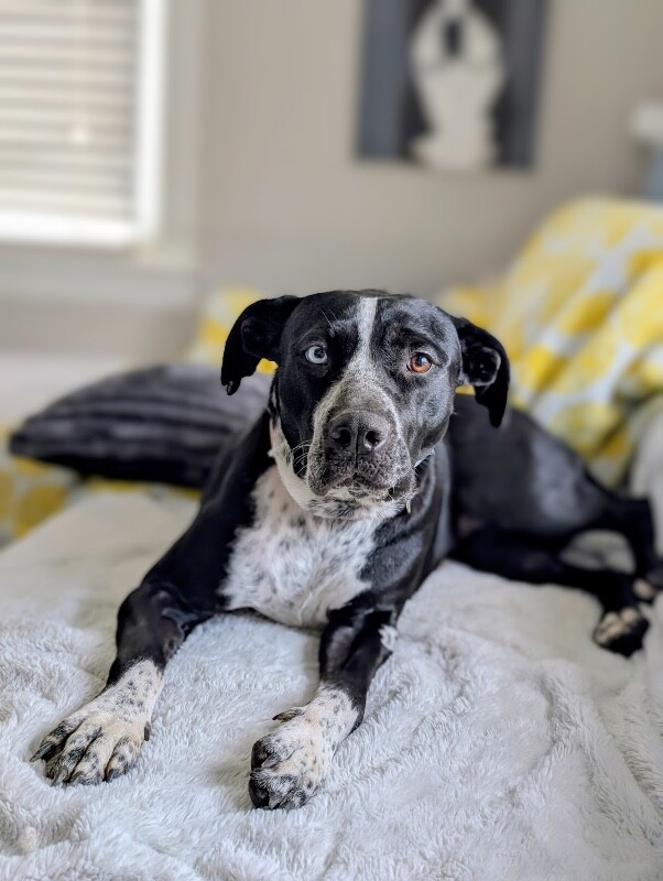 View Princess the Dog Photo #7