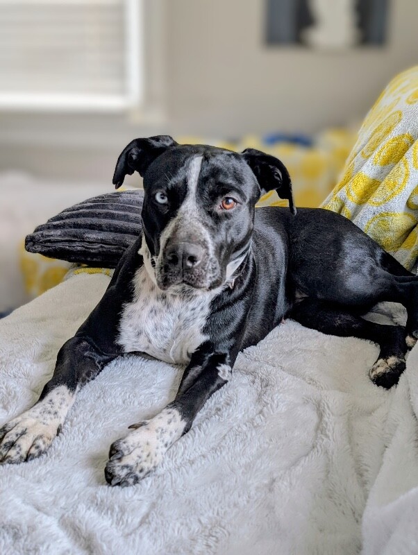 View Princess the Dog Photo #9