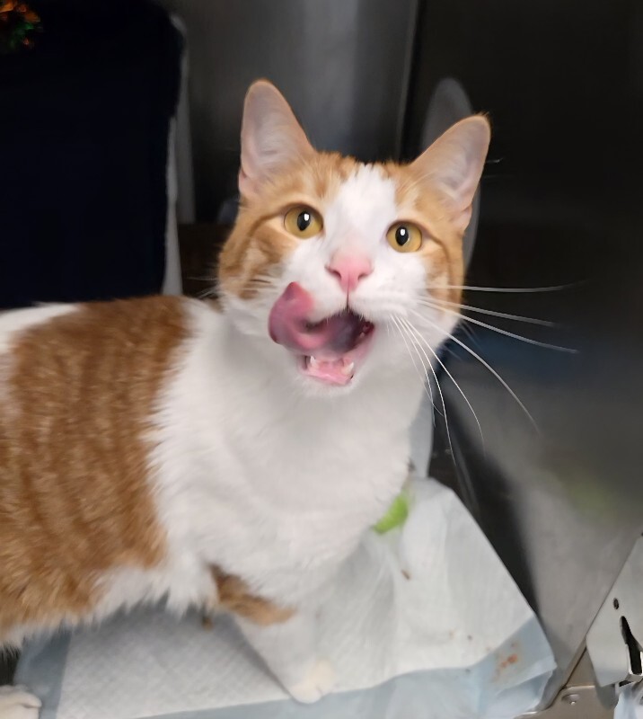 View Ennui the Cat Photo #2