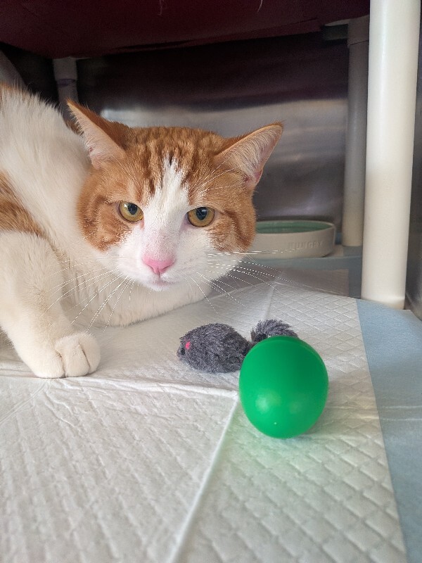 View Ennui the Cat Photo #3