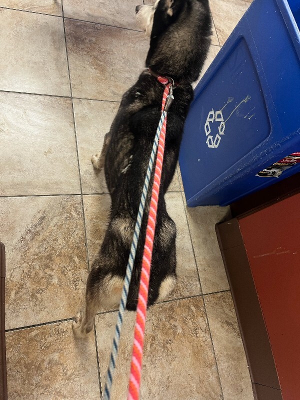 View Lili (actual) the Dog Photo #4