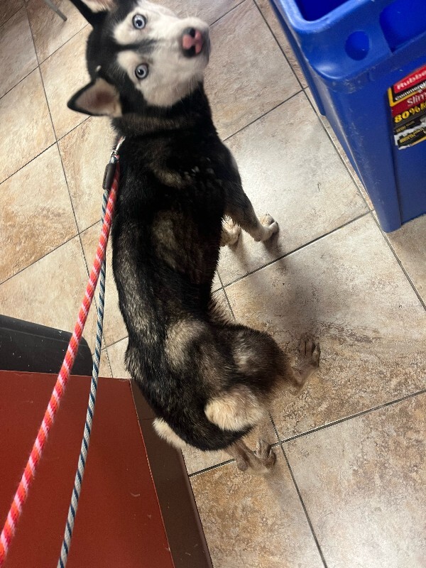 View Lili (actual) the Dog Photo #2