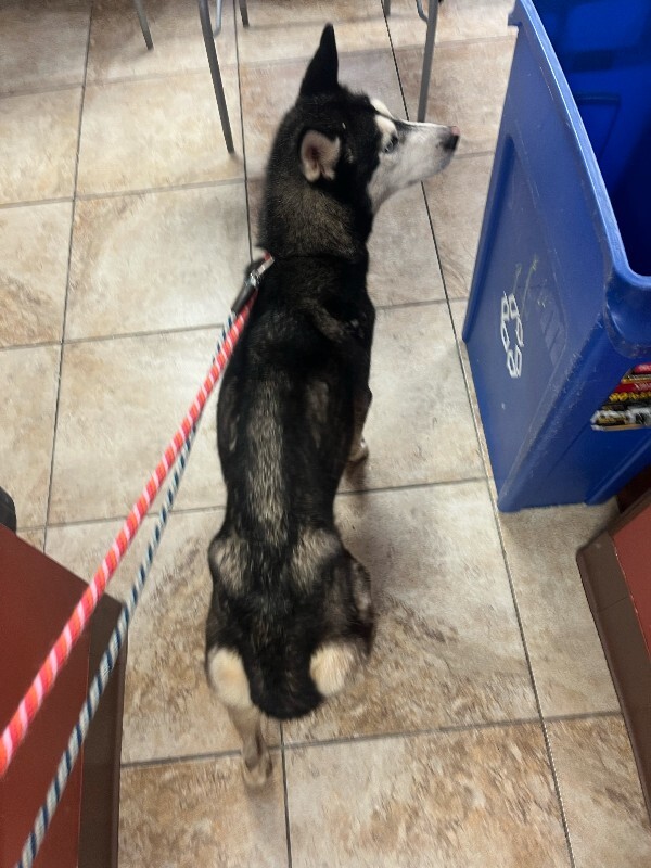 View Lili (actual) the Dog Photo #3