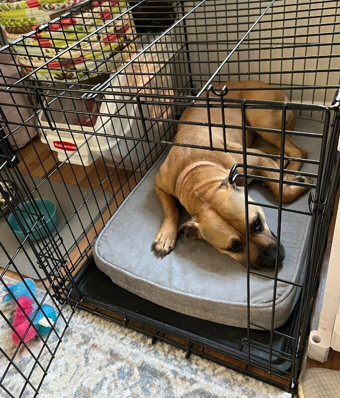 View Nala the Dog Photo #16