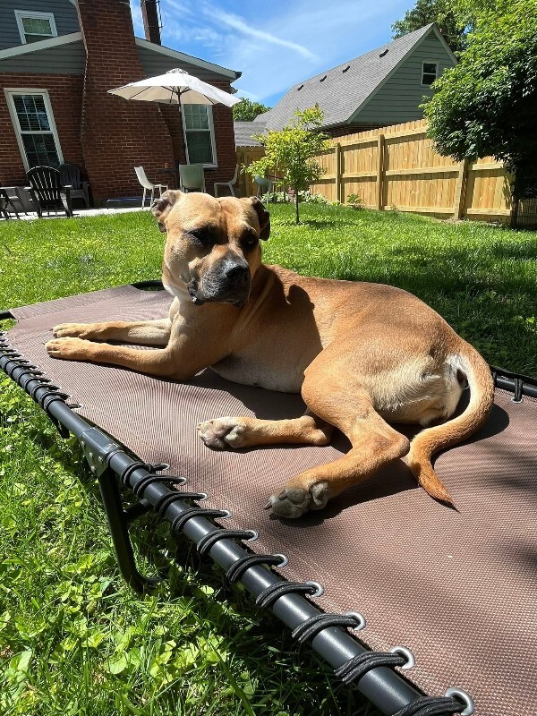 View Nala the Dog Photo #17