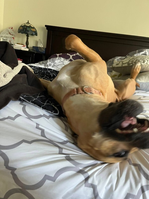 View Nala the Dog Photo #12