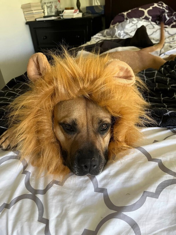 Learn More About Nala 509443246 10160825811161126 6145779754498923543 n