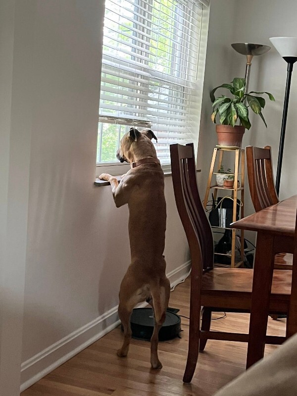 View Nala the Dog Photo #13