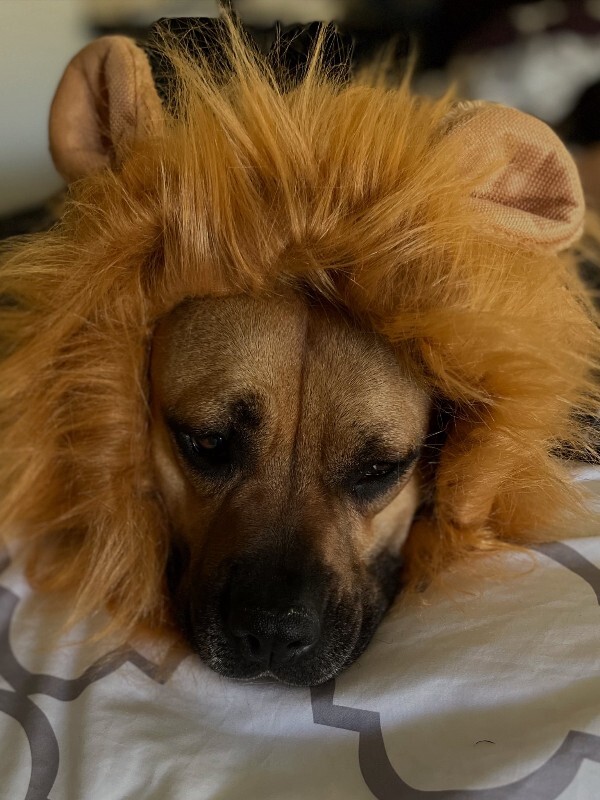 View Nala the Dog Photo #15