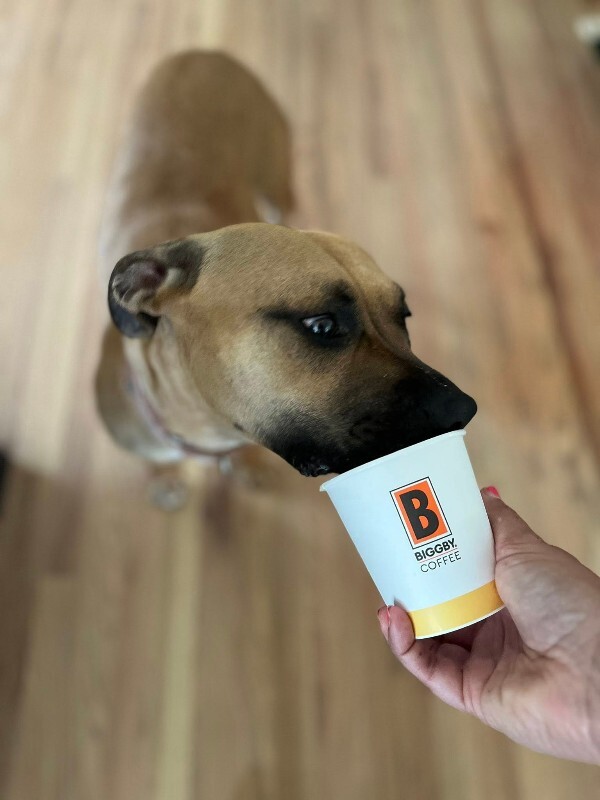 View Nala the Dog Photo #11