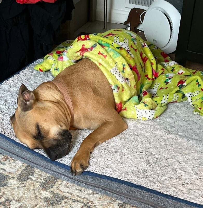 View Nala the Dog Photo #7