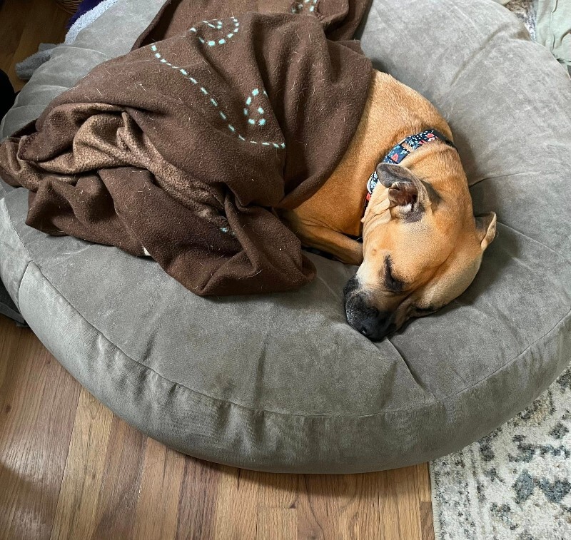 View Nala the Dog Photo #9