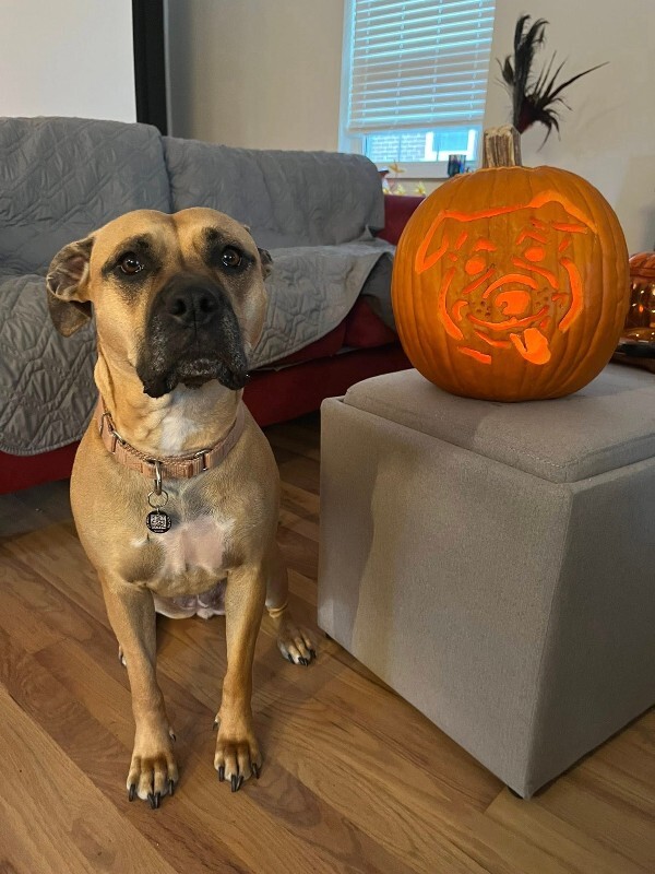 View Nala the Dog Photo #3