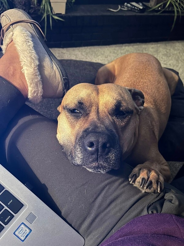 View Nala the Dog Photo #8