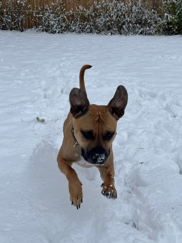 View Nala the Dog Photo #4